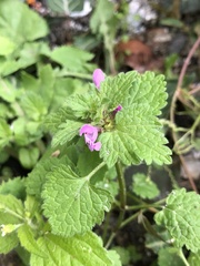 Lamium hybridum
