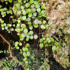 Metrosideros fulgens