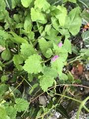 Lamium hybridum
