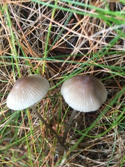 Mycena metata