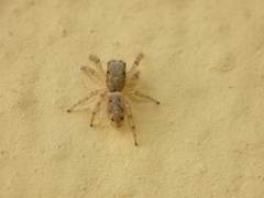 Salticus