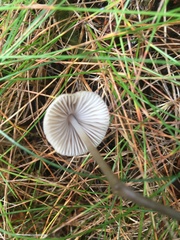 Mycena metata