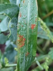 Puccinia graminis