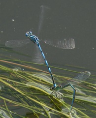 Erythromma lindenii
