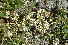 Xanthoparmelia semiviridis