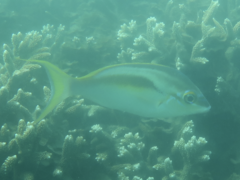 Scolopsis monogramma