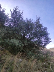 Olea europaea
