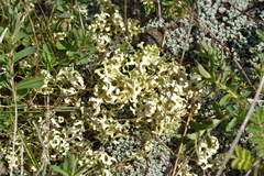 Xanthoparmelia semiviridis