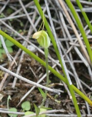 Pterostylis puberula