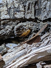 Shelfordella lateralis