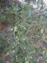 Olea europaea