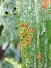 Puccinia graminis