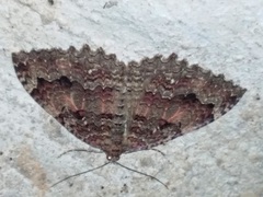 Triphosa dubitata