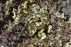 Xanthoparmelia semiviridis