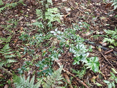 Alyxia gynopogon