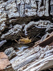 Shelfordella lateralis