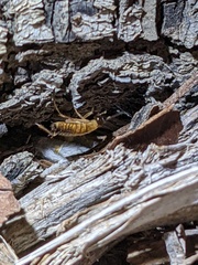 Shelfordella lateralis