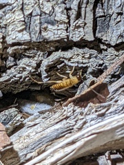 Shelfordella lateralis