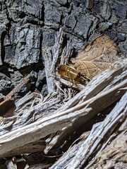 Shelfordella lateralis