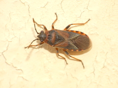 Arocatus melanocephalus