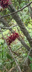 Knightia excelsa