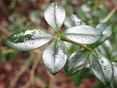 Alyxia gynopogon