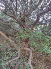 Olea europaea