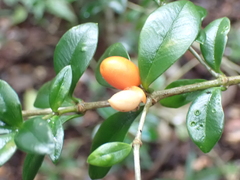 Alyxia gynopogon