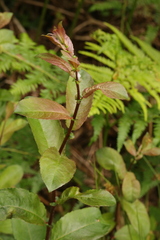 Salix cinerea