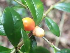 Alyxia gynopogon