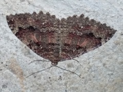 Triphosa dubitata