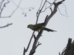 Polytelis anthopeplus