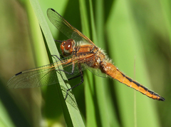 Libellula fulva