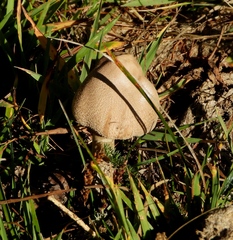 Macrolepiota mastoidea