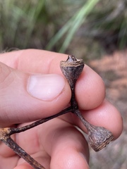 Eucalyptus resinifera