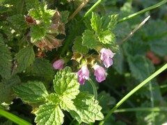 Ballota nigra