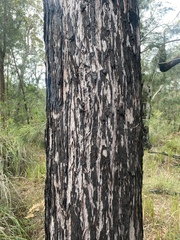 Eucalyptus resinifera