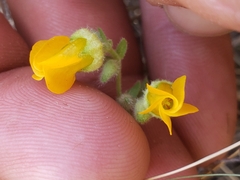 Hermannia althaeifolia
