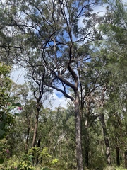Eucalyptus resinifera