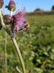 Bombus pascuorum