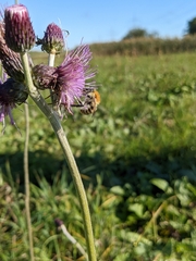 Bombus pascuorum