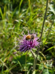 Bombus pascuorum