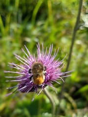 Bombus pascuorum