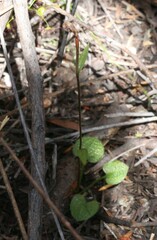 Pterostylis trullifolia