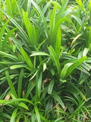 Pandanus amaryllifolius