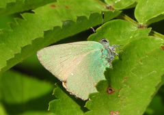 Callophrys rubi