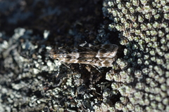 Eudonia gyrotoma
