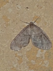 Operophtera brumata