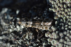 Eudonia gyrotoma