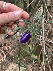 Billardiera macrantha